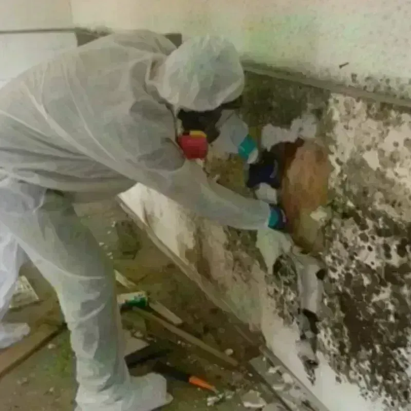 Mold Remediation and Removal in Century, FL